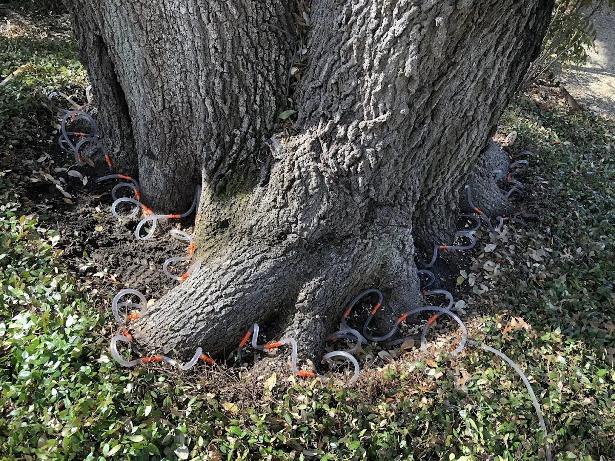 Detailed Tree Cabling and Bracing job site in Culbertson