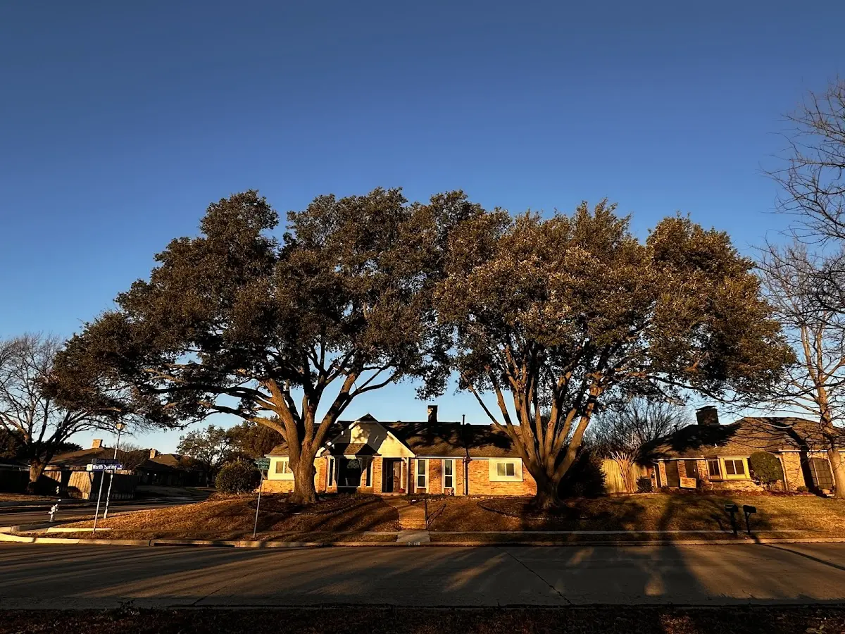 Established residential canopy tree shading a home in Culbertson
